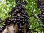 jabuticaba-buah-asal-brazil-yang-unik.jpg