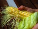 jagung_20170918_081344.jpg