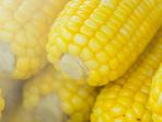 jagung_20180330_134202.jpg