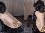 jaket-anjing-berlapis-emas_20180316_174948.jpg