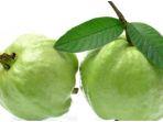 jambu-biji.jpg