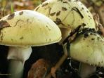 jamur-death-cap_20170612_165631.jpg
