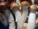 jamur-matsutake-jepang.jpg