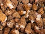 jamur-morel.jpg