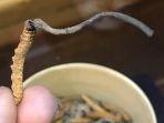 jamur-yarsagumba.jpg