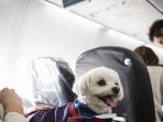 japan-aiways_20170201_222339.jpg