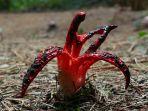 jari-setan-clathrus-archeri.jpg