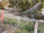 jaring-laba-laba-selimuti-pedesaan-di-australia.jpg