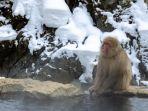 jigokudani-monkey-park.jpg