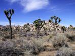 joshua-tree-national-park.jpg