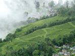 kabut-di-kebun-teh-di-darjeeling.jpg