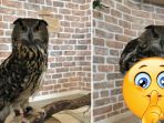 kaki-burung-hantu_20171217_191258.jpg