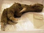 kaki-burung-moa_20170908_193215.jpg
