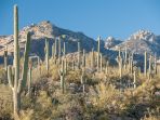 kaktus-saguaro_20180326_094325.jpg