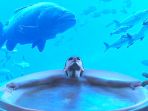 kamar-mandi-di-the-atlantis-the-palm-resort-dubai_20180315_093417.jpg