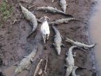 kambing-lewat-di-tengah-sekelompok-buaya_20170510_114951.jpg