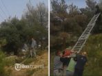 Koplak! Kambing Ini Tersangkut di Kabel Listrik, Penyelamatannya Dramatis Banget