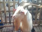 kambing-premium_20160911_183208.jpg