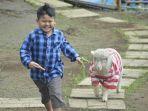 kambing.jpg