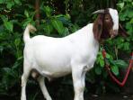 kambing_20160912_123817.jpg