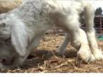 kambing_20161014_234958.jpg