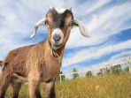 kambing_20170625_092827.jpg