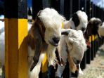 kambing_20170901_184125.jpg