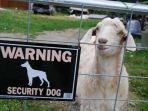 kambing_20180708_205355.jpg