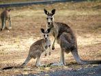 kangguru-hewan-endemik-australia.jpg