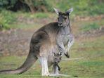 kanguru-di-donelly-river-australia-barat.jpg