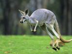 kanguru_20180420_144827.jpg