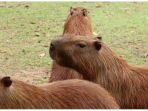 kapibara-ragunan-1.jpg