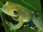 katak-kaca_20180420_145335.jpg