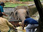 kavaan-gajah-paling-kesepian-di-dunia-sedang-direlokasi.jpg