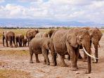 kawanan-gajah-di-afrika.jpg