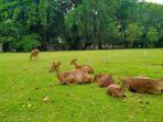 kawanan-rusa-yang-ada-di-taman-balekambang-solo-jawa-tengah.jpg