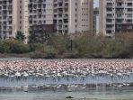 kawasan-flamingo-di-mumbai-india.jpg