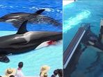 keadaan-mengerikan-di-seaworld_20170511_153105.jpg