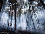 kebakaran-hutan-lindung-gunung-lawu_20180912_113743.jpg
