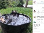 kebun-binatang-oregon-bagikan-video-beruang-mandi.jpg