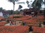kebun-bunga-amarilis-1.jpg