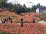 kebun-bunga-amarilis-2.jpg