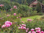 kebun-mawar-situhapa.jpg