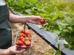 kebun-strawberry_20180414_131138.jpg