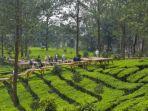 kebun-teh-agrowisata-gunung-mas.jpg