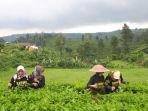 kebun-teh-andung-biru-tempat-wisata-yang-lagi-hits-di-probolinggo.jpg