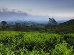 kebun-teh-andung-biru.jpg