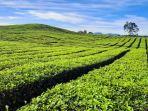 kebun-teh-bah-butong-di-simalungun-sumatera-utara.jpg