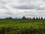 kebun-teh-bah-butong_20170209_084334.jpg