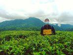 kebun-teh-cianten-bogor-gambar.jpg
